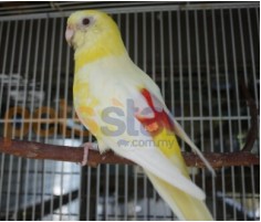 Lutino Red Rump Parakeet